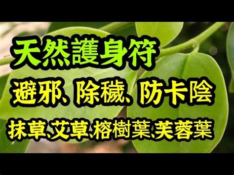 芙蓉樹風水|芙蓉種植風水：如何避免犯太歲？ 風水師揭秘：芙蓉擺放位置有講究